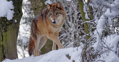 Valsts meža dienests aicina ziņot par vilku klātbūtnes pazīmēm