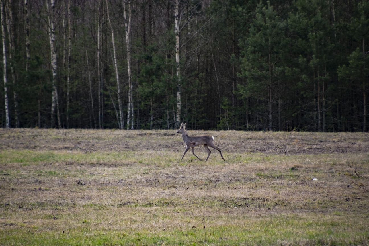 Neretas pagastā ugunsdzēsēji izglābj stirnu