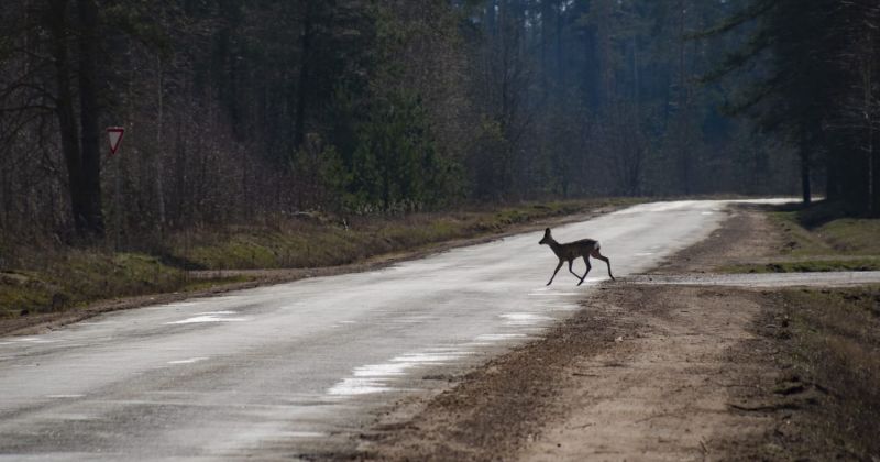 Policija atgādina – autovadītājiem jāuzmanās no meža zvēriem