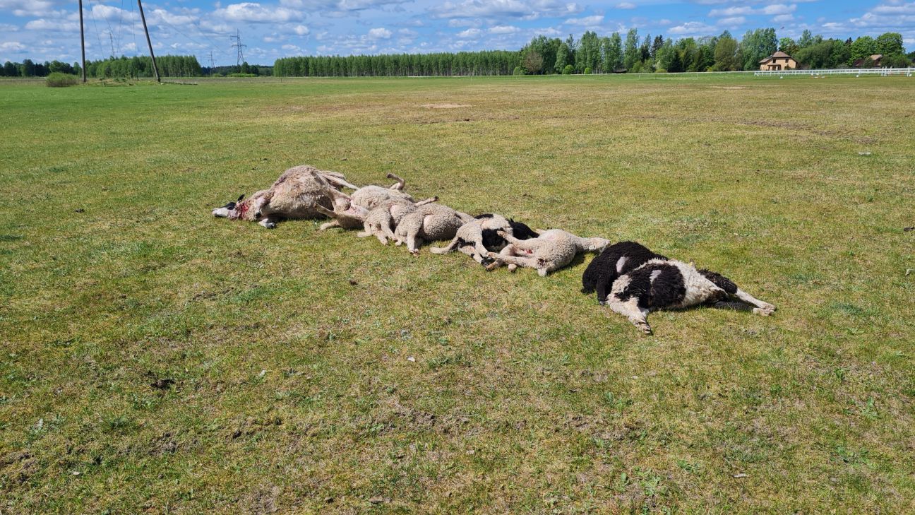 Vilku uzbrukums aitu ganāmpulkam Krustpils pagastā beidzas ar pamatīgiem zaudējumiem