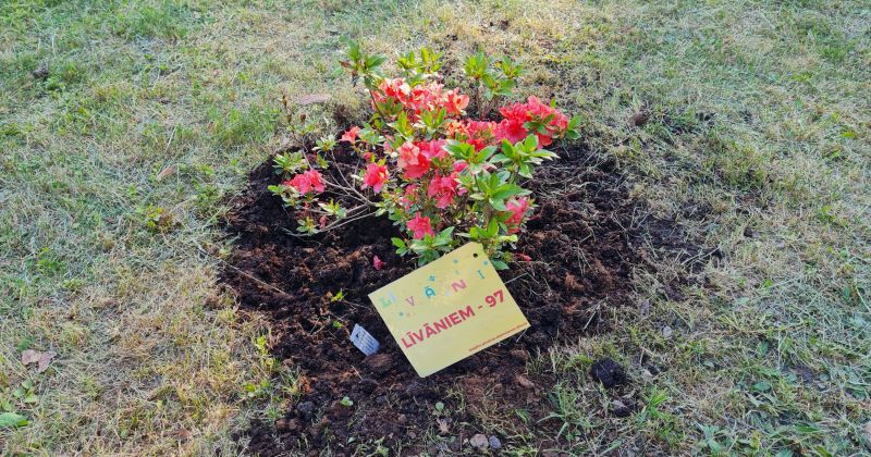 Par godu Līvānu 97.dzimšanas dienai turpina rododendru parka izveidi