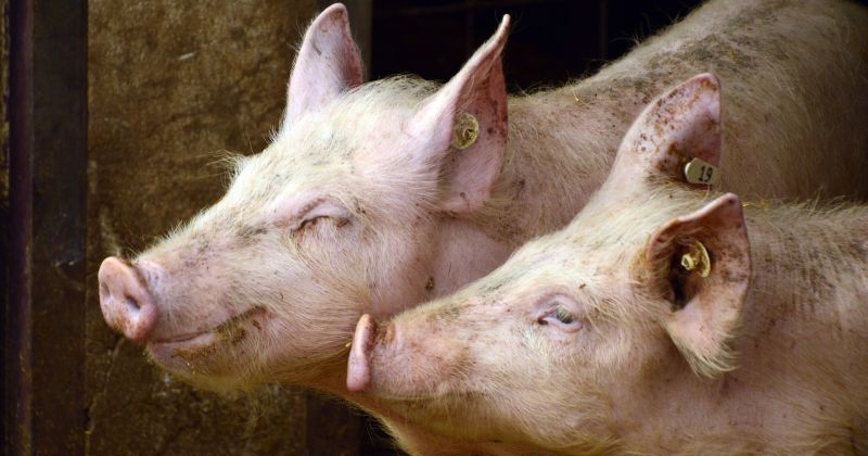 Āfrikas cūku mēra uzliesmojums konstatēts mājas cūkām Vīpes pagastā