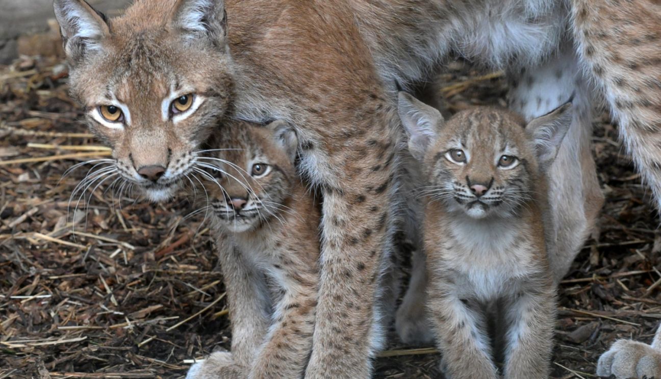Jēkabpilieši aicināti iesniegt idejas mazo lūsēnu vārdiem