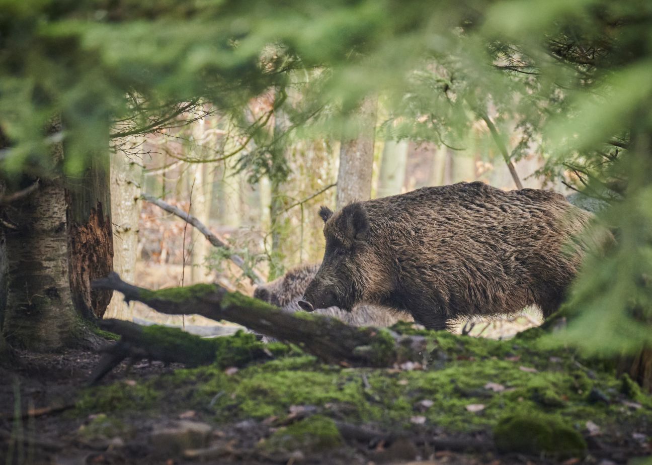 Nedēļas laikā Jēkabpils novadā fiksē septiņas ar cūku mēri slimas mežacūkas