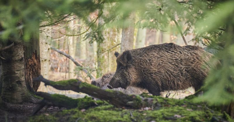 Nedēļas laikā Jēkabpils novadā fiksē septiņas ar cūku mēri slimas mežacūkas
