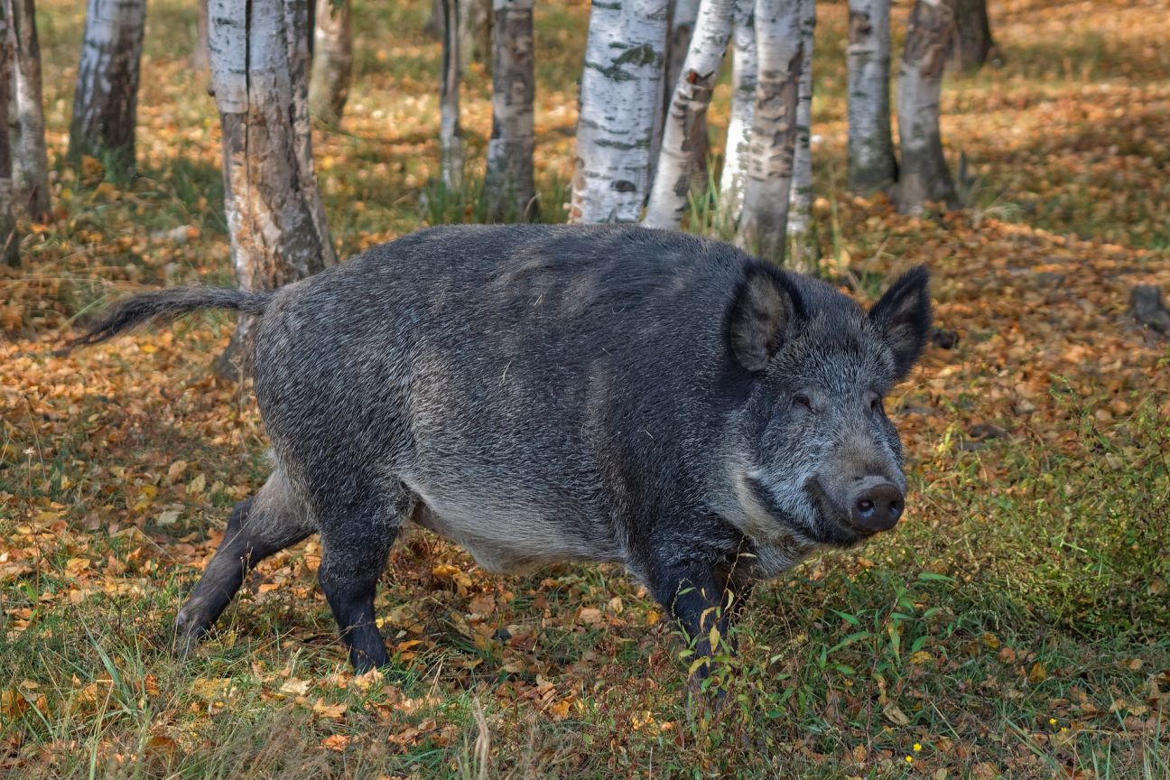 Iepriekšējā nedēļā Āfrikas cūku mēris konstatēts trim mežacūkām Jēkabpils novadā