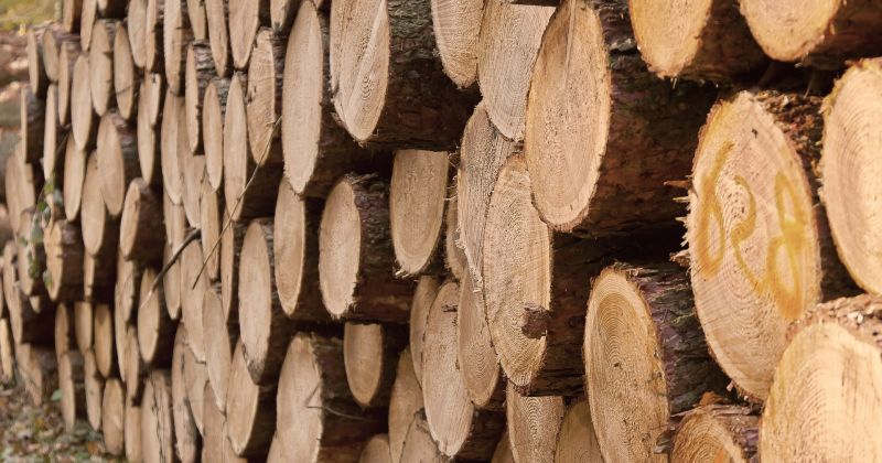 Baļķu cenu līmenis Latvijā apēd starptautisko konkurētspēju
