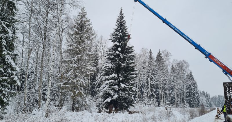 Jēkabpils galvenā svētku egle šogad izvēlēta Viesītes mežos