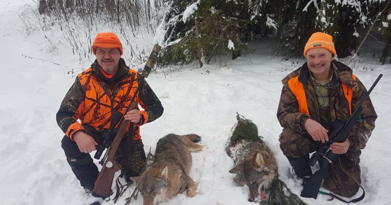 Jēkabpils novada Saukas pagastā nomedīti divi vilki