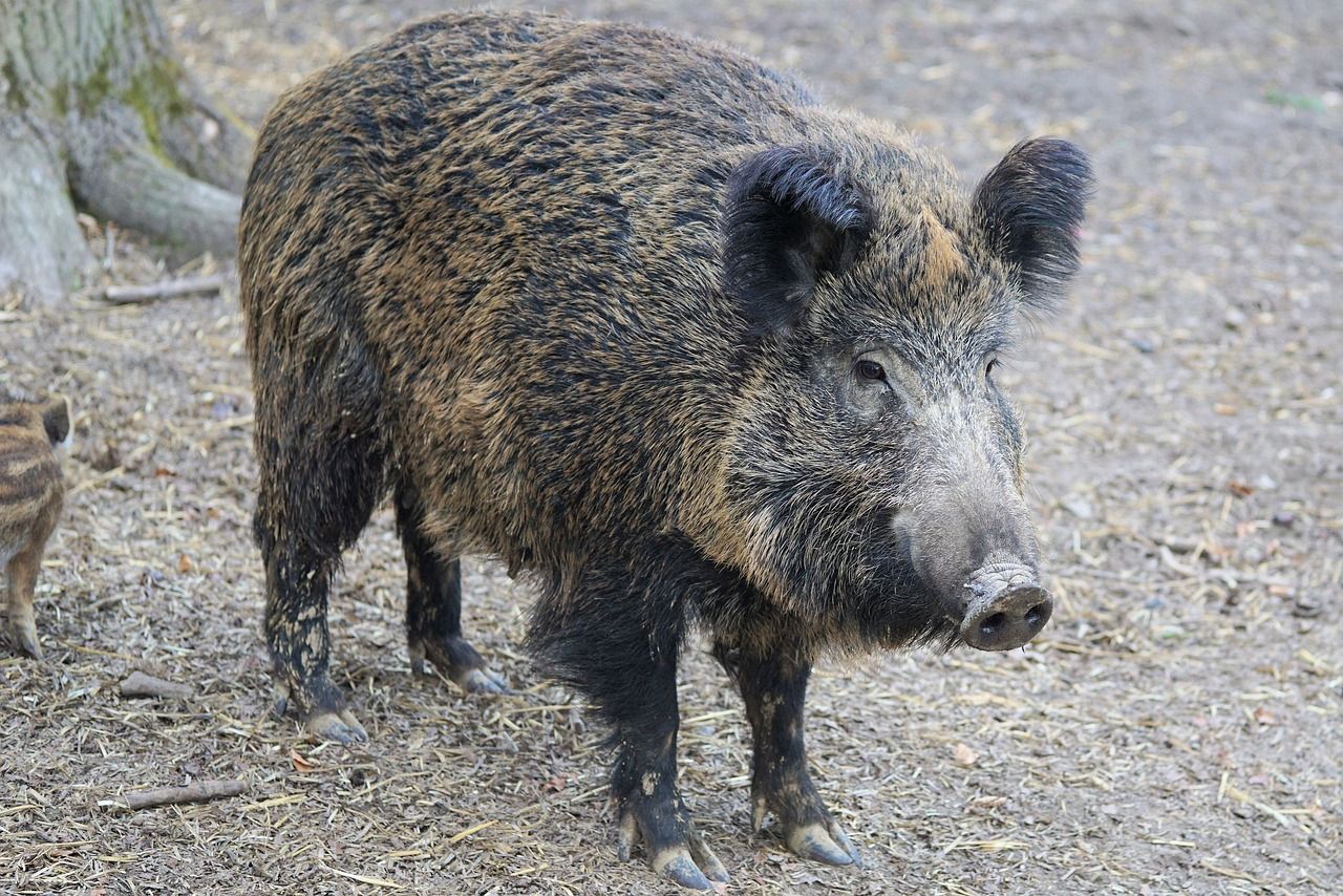 Aizvadītajā nedēļā Āfrikas cūku mēris fiksēts sešām mežacūkām Jēkabpils novadā