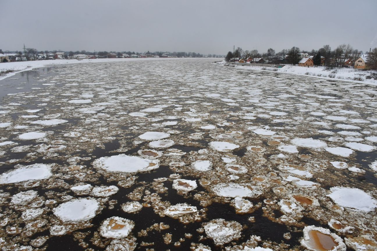 Daugavā pie Jēkabpils – intensīva vižņu kustība