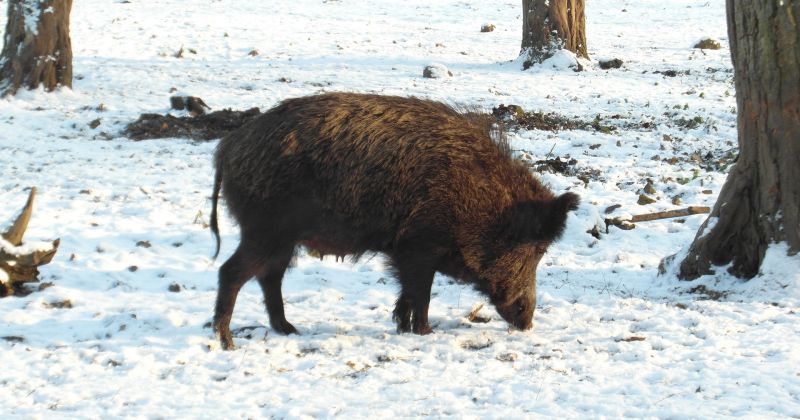 Āfrikas cūku mēris pagājušajā nedēļā konstatēts divām mežacūkām Jēkabpils novadā