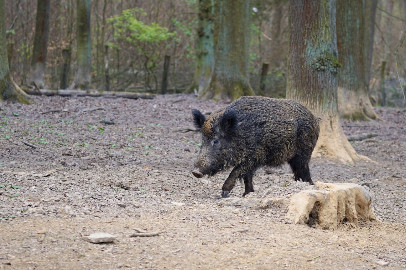 Jēkabpils novadā nedēļas laikā Āfrikas cūku mēris konstatēts 16 mežacūkām