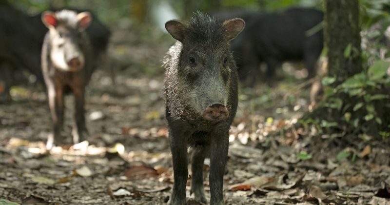 Jēkabpils novadā Āfrikas cūku mēris pagājušajā nedēļā konstatēts 21 mežacūkai 