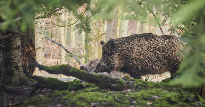 Jēkabpils novadā ar Āfrikas cūku mēri pagājušajā nedēļā sasirgušas 14 mežacūkas