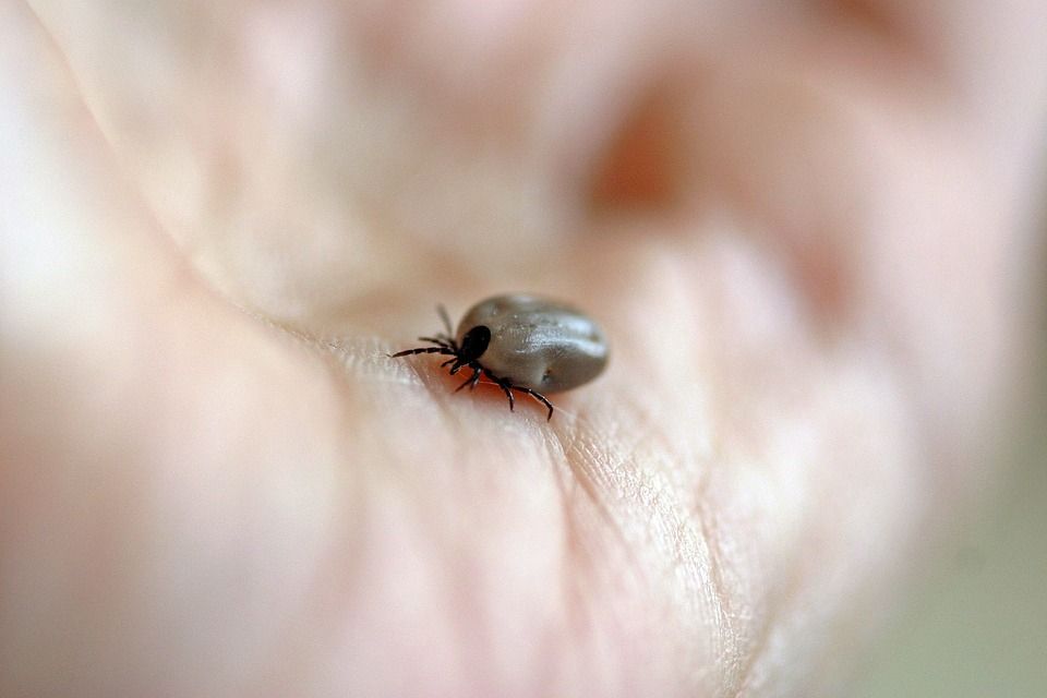 Jēkabpils reģionālajā slimnīcā izņemta šā gada pirmā ērce