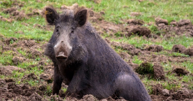 Jēkabpils novadā Āfrikas cūku mēris pagājušajā nedēļā konstatēts divām mežacūkām