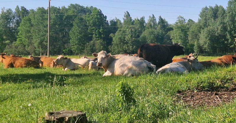 PVD brīdina: mājlopus apdraud knišļi