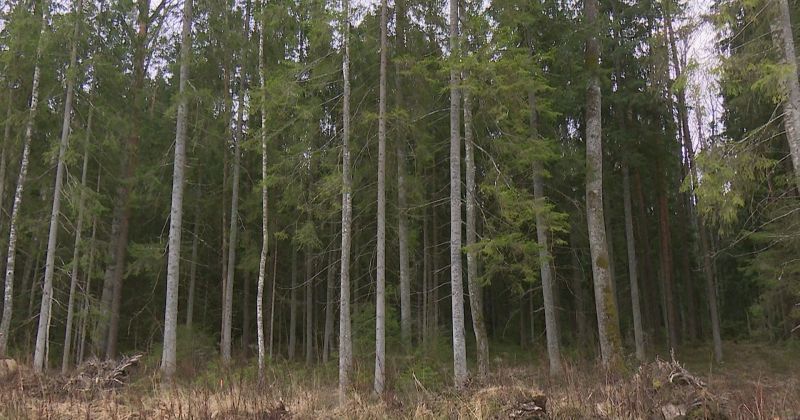 “Sēlijas” poligonā sākti atmežošanas darbi