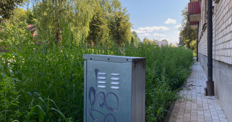 Tauta ziņo: Palejas ielā izauguši īsti džungļi