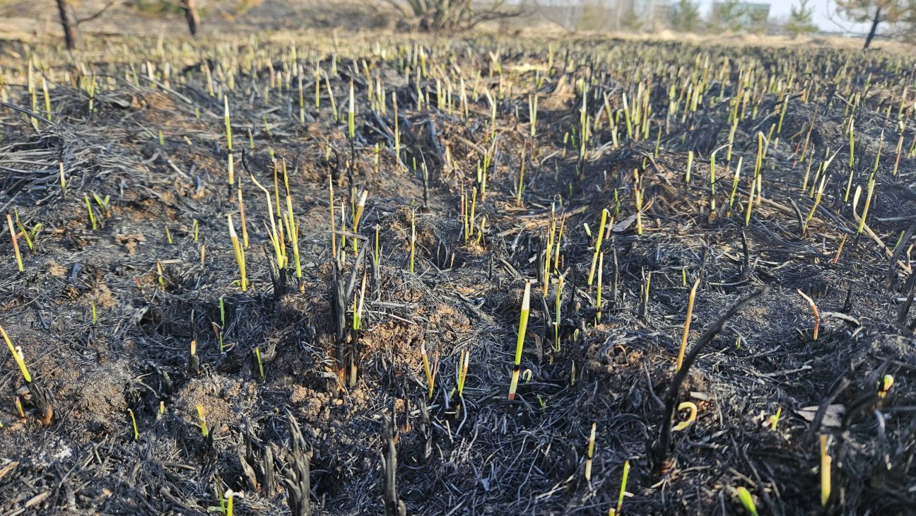 Latvijā reģistrēti 32 kūlas ugunsgrēki, tostarp Jēkabpils un Aizkraukles novadā