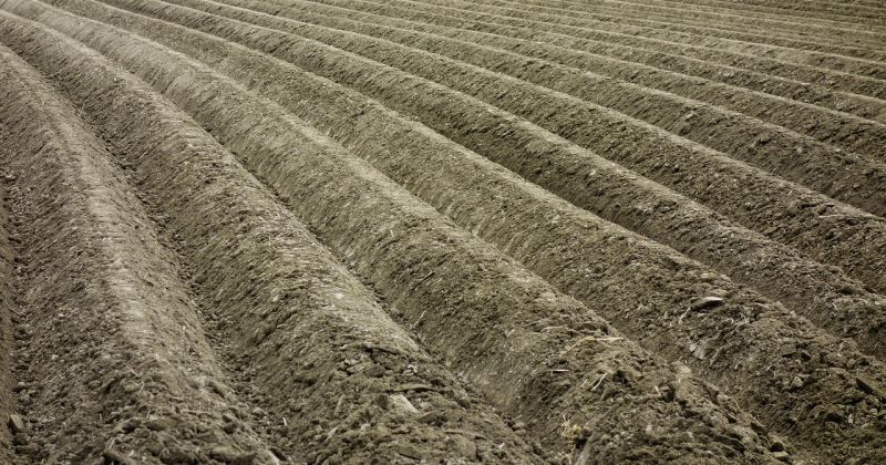 Jēkabpils pusē mitruma dēļ kavējas kartupeļu stādīšana
