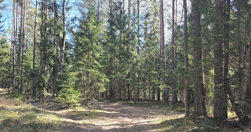 Jēkabpilī – otra lielākā mizgraužu aktivitāte