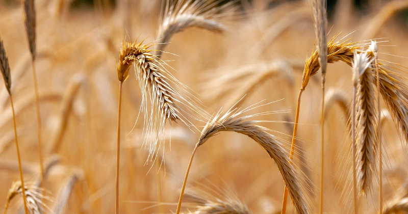 Pabeigts "Linas Agro" un "Elagro Trade" apvienošanas process