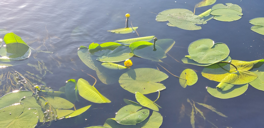 Siltākais ūdens pie Jelgavas, vēsākais – pie Jēkabpils
