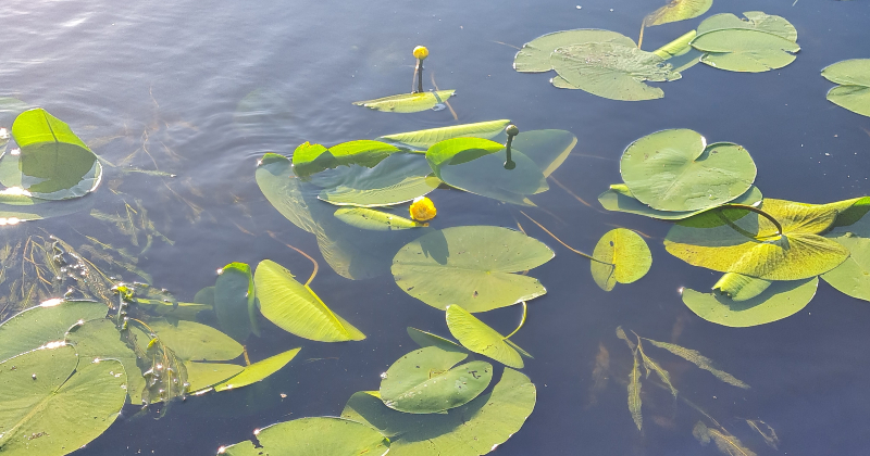 Siltākais ūdens pie Jelgavas, vēsākais – pie Jēkabpils