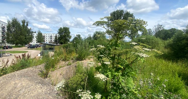 Jēkabpils novadā Sosnovska latvānis izplatījies vairāk nekā 180 hektāros