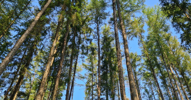 Lielākā daļa “Sakoptākais mežs 2025” dalībnieku atrodas Vidusdaugavas reģionā