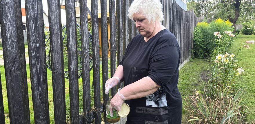 Jēkabpilī cīņa ar Spānijas kailgliemežiem kļūst par ikdienu