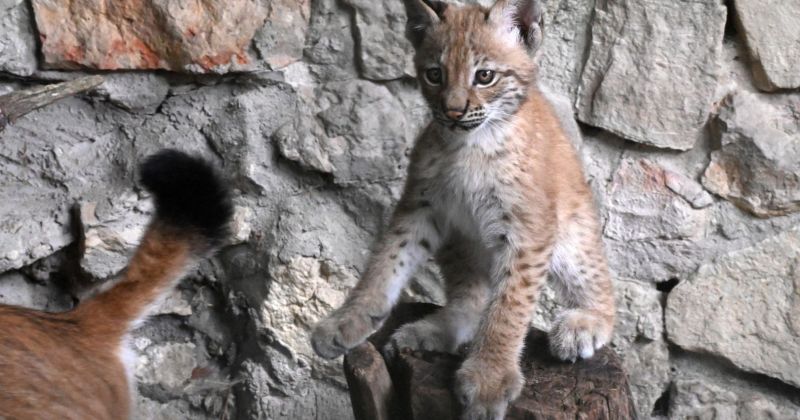Jēkabpils novada pašvaldība precizē lūšu mazulītes vārda izvēles kritērijus