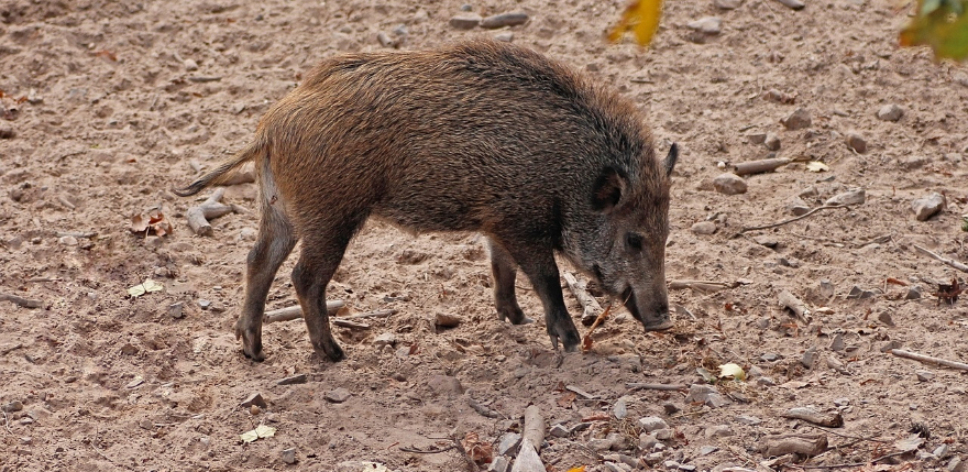 Āfrikas cūku mēris turpina izplatīties – pārbaudes pastiprina arī Jēkabpils novadā 
