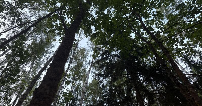Jēkabpils novadā glābēji ar dronu atrod cilvēku, kurš apmaldījies mežā