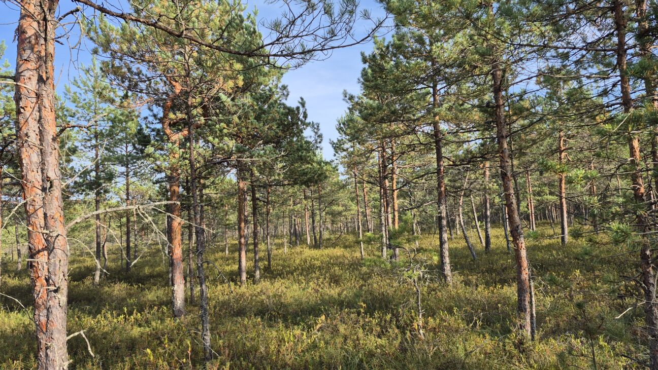 Ugunsdzēsēji trīs stundas meklē purvā apmaldījušos cilvēku