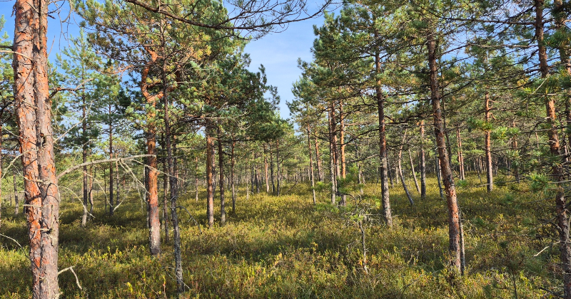 Ugunsdzēsēji trīs stundas meklē purvā apmaldījušos cilvēku