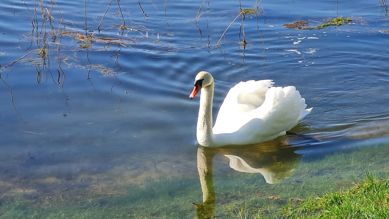Aizkraukles pusē konstatēts augsti patogēnās putnu gripas gadījums