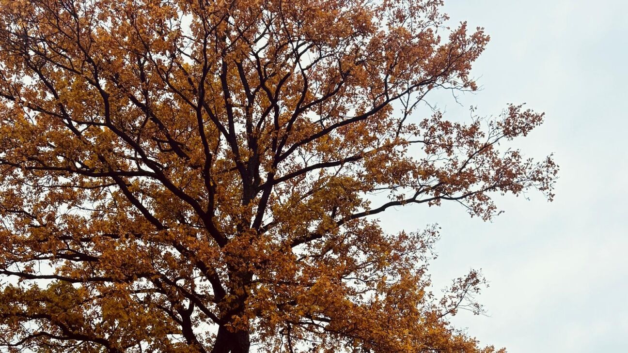 Novembra sākums Latvijā būs neparasti silts