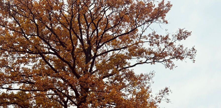 Novembra sākums Latvijā būs neparasti silts