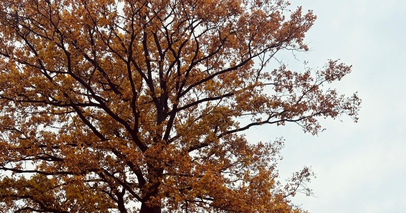 Novembra sākums Latvijā būs neparasti silts