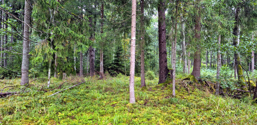 Gārsenes pagastā mežā apmaldās pieci cilvēki