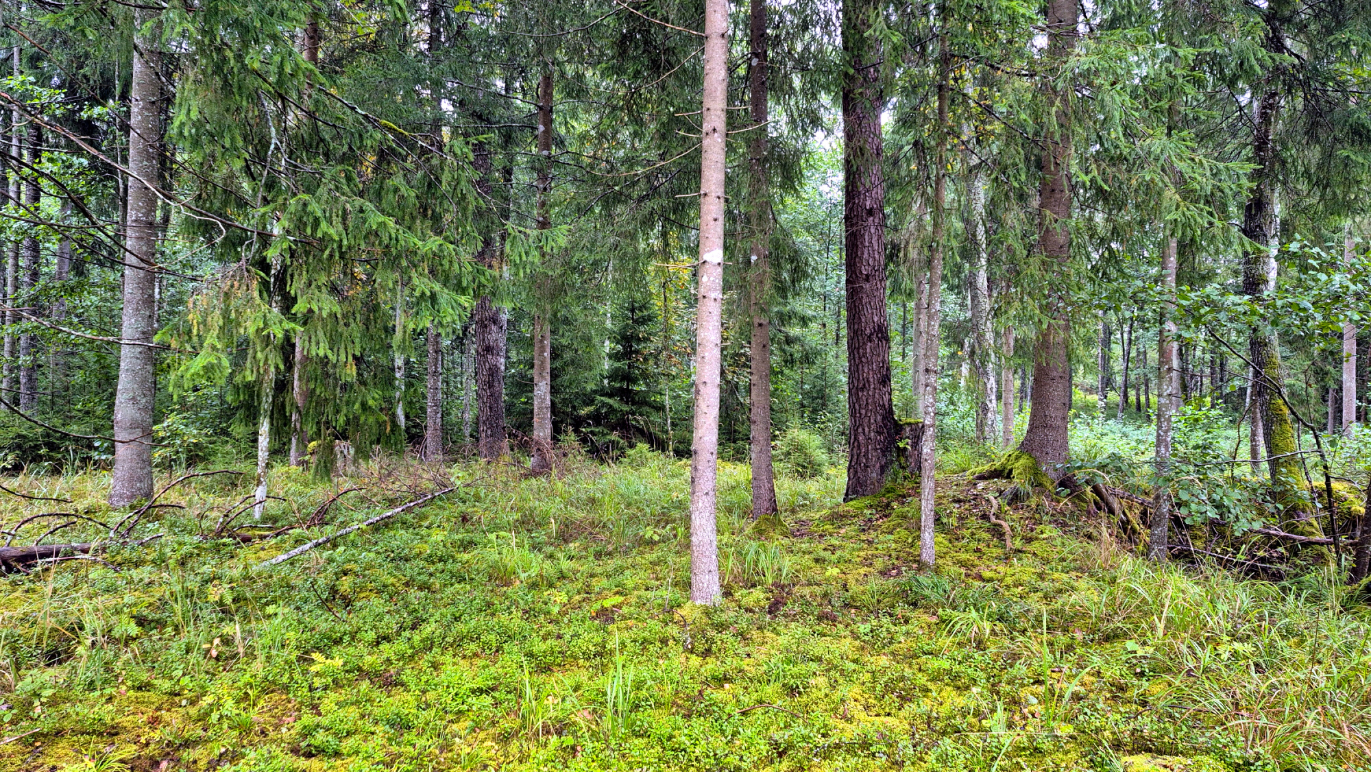 Gārsenes pagastā mežā apmaldās pieci cilvēki