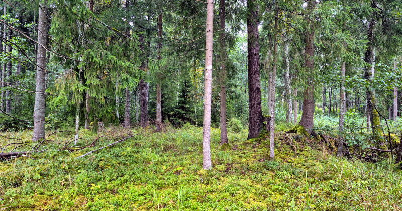 Gārsenes pagastā mežā apmaldās pieci cilvēki