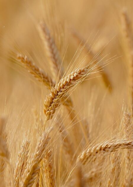 Lietavas šogad visvairāk skārušas ziemas kviešus un auzas