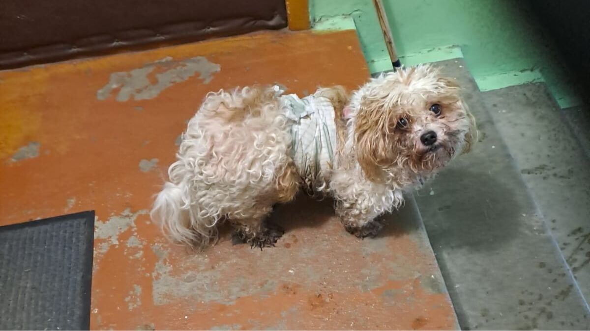 Jēkabpilī, iespējams, apzināti uz ielas izmests smagi slims suns 