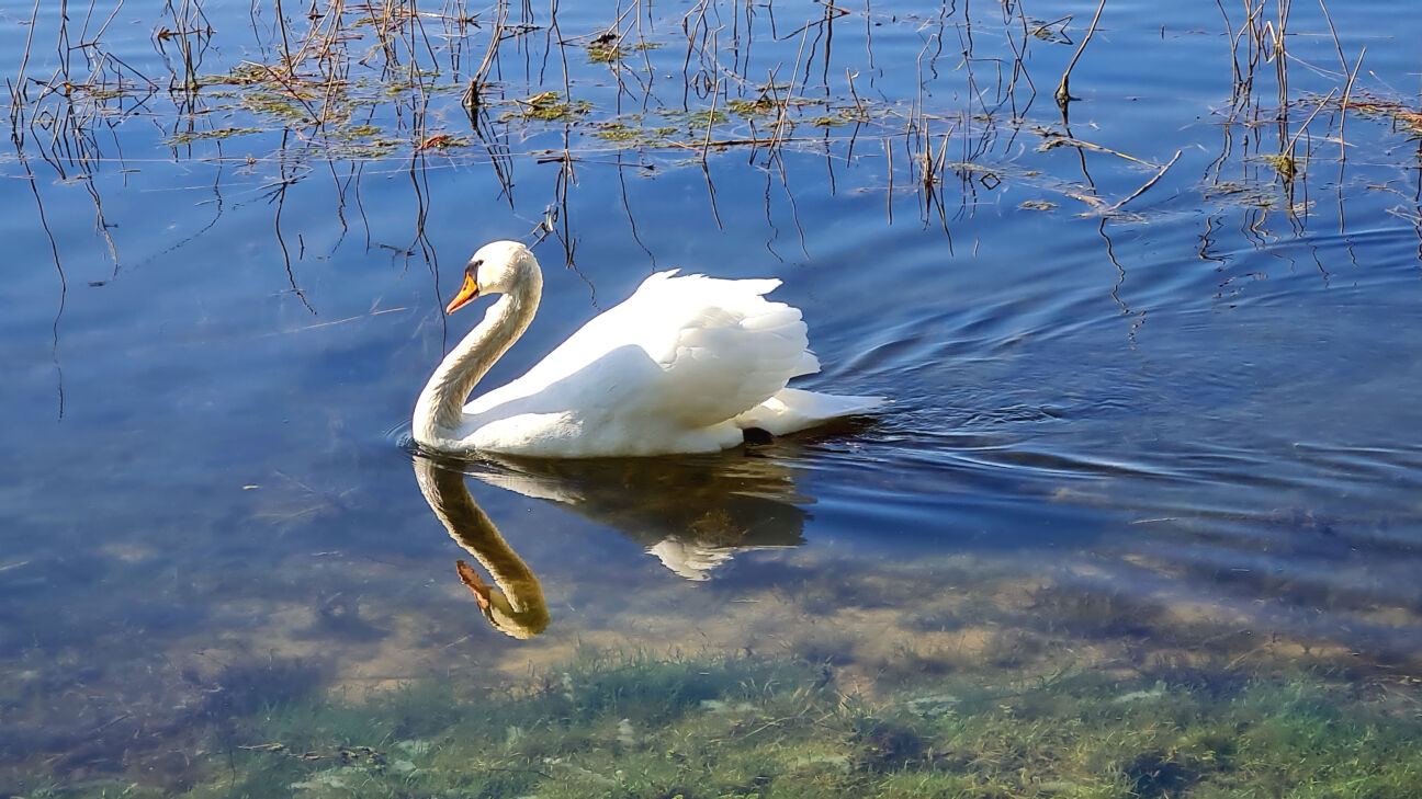Jersikas pagastā mirušam gulbim konstatē putnu gripu