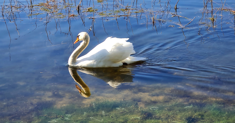 Jersikas pagastā mirušam gulbim konstatē putnu gripu
