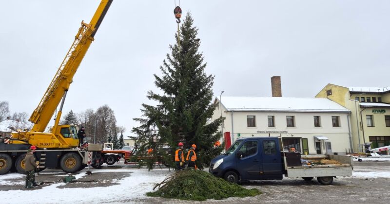 Jēkabpilī atvesta 15 metrus gara Ziemassvētku egle